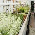 Bioclimatic greenhouse cultivation