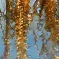 Seaweed cultivation project